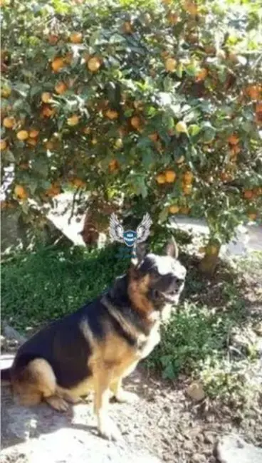 Foto 8 de Chácara com 2 quartos à venda, 2438m2 em Mairipora - SP