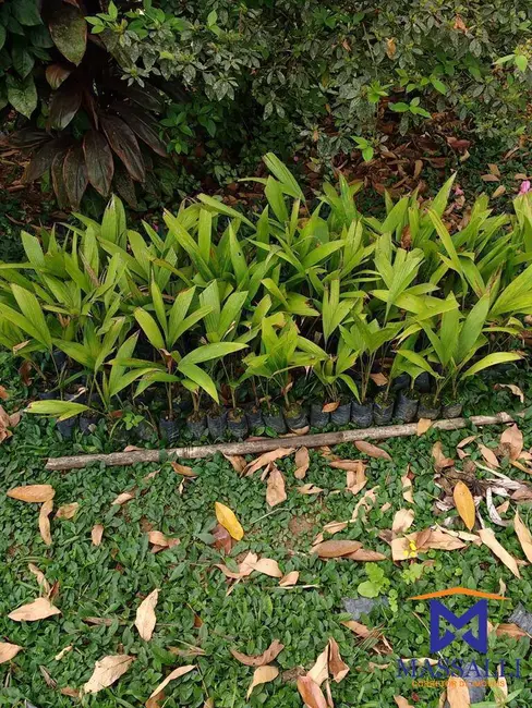 Foto 9 de Casa com 3 quartos à venda, 242000m2 em Sete Barras - SP