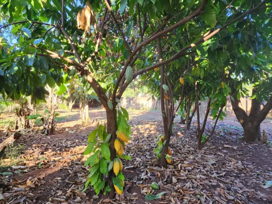 Foto 5 de Chácara com 4 quartos à venda, 3983m2 em Araraquara - SP