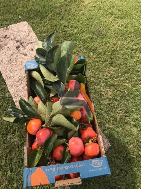 Foto 3 de Casa de Condomínio com 3 quartos à venda, 3800m2 em Condomínio Monte Belo, Salto - SP