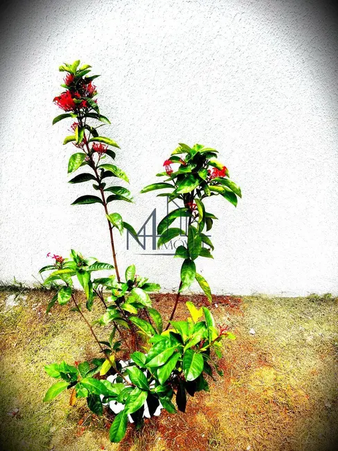 Foto 3 de Casa com 3 quartos à venda, 369m2 em Cidade Satélite São Luiz, Aparecida De Goiania - GO