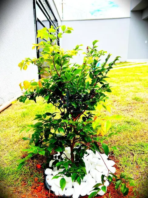 Foto 4 de Casa com 3 quartos à venda, 369m2 em Cidade Satélite São Luiz, Aparecida De Goiania - GO