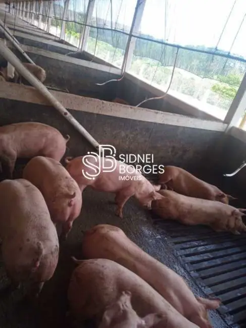 Foto 7 de Sítio / Rancho com 3 quartos à venda em Peritiba - SC