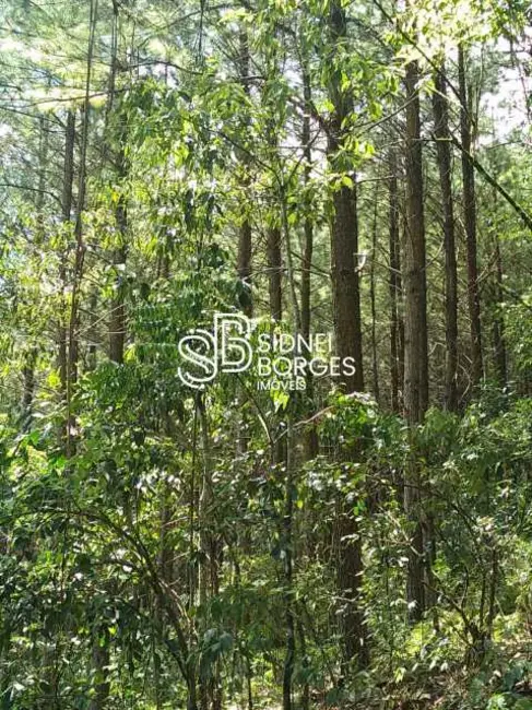 Sítio / Rancho à venda em Paial - SC - imagem 24 Foto 24 de Sítio / Rancho à venda em Paial - SC