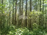 Imagem 12
