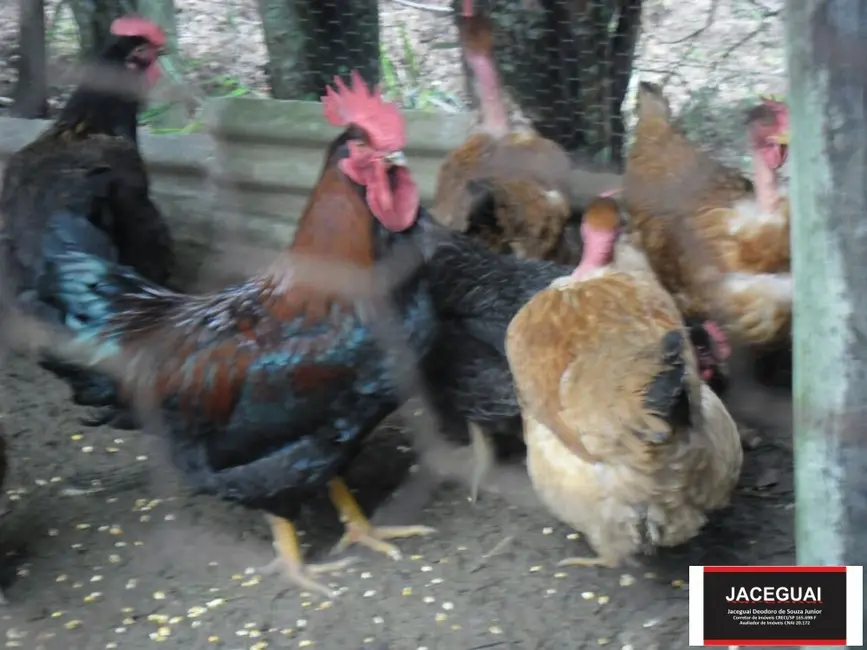 Foto 8 de Chácara com 3 quartos à venda, 200m2 em Votorantim - SP