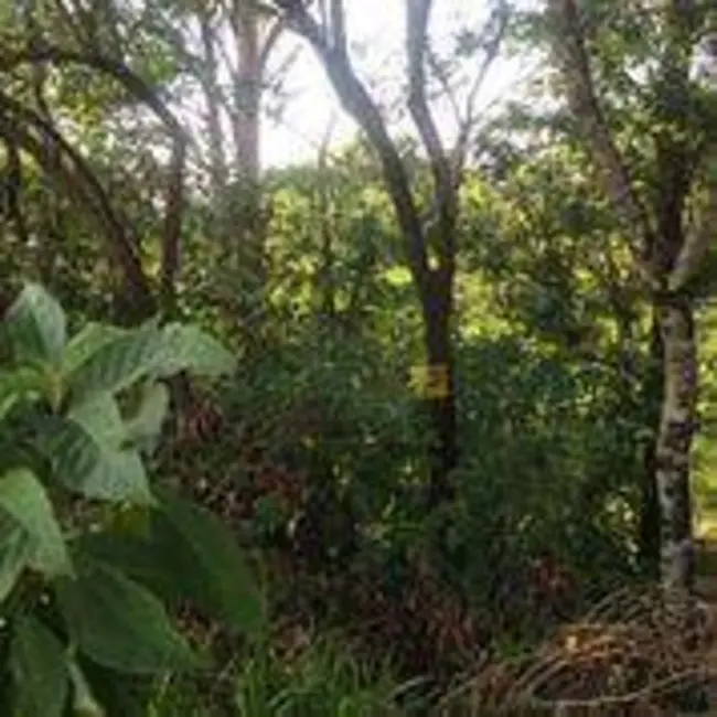 Foto 9 de Chácara com 3 quartos à venda, 19300m2 em Mário Dedini, Piracicaba - SP