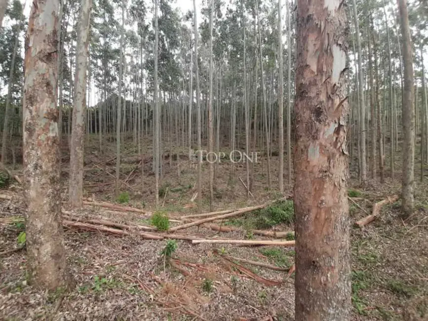 Foto 8 de Sítio / Rancho à venda, 10m2 em Sao Bonifacio - SC