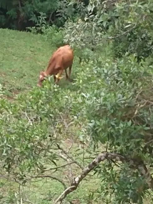 Foto 7 de Sítio / Rancho à venda, 90m2 em Rancho Queimado - SC