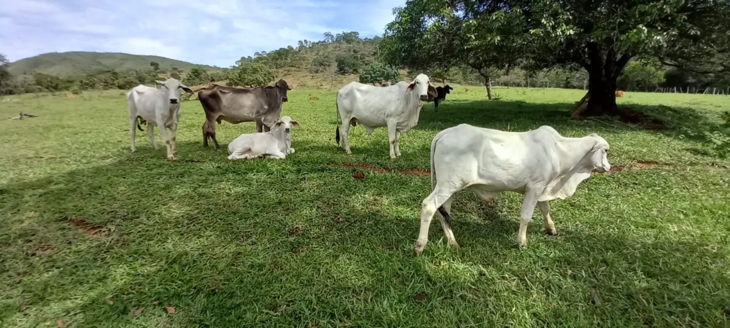 Foto 5 de Sítio / Rancho à venda em Mimoso De Goias - GO