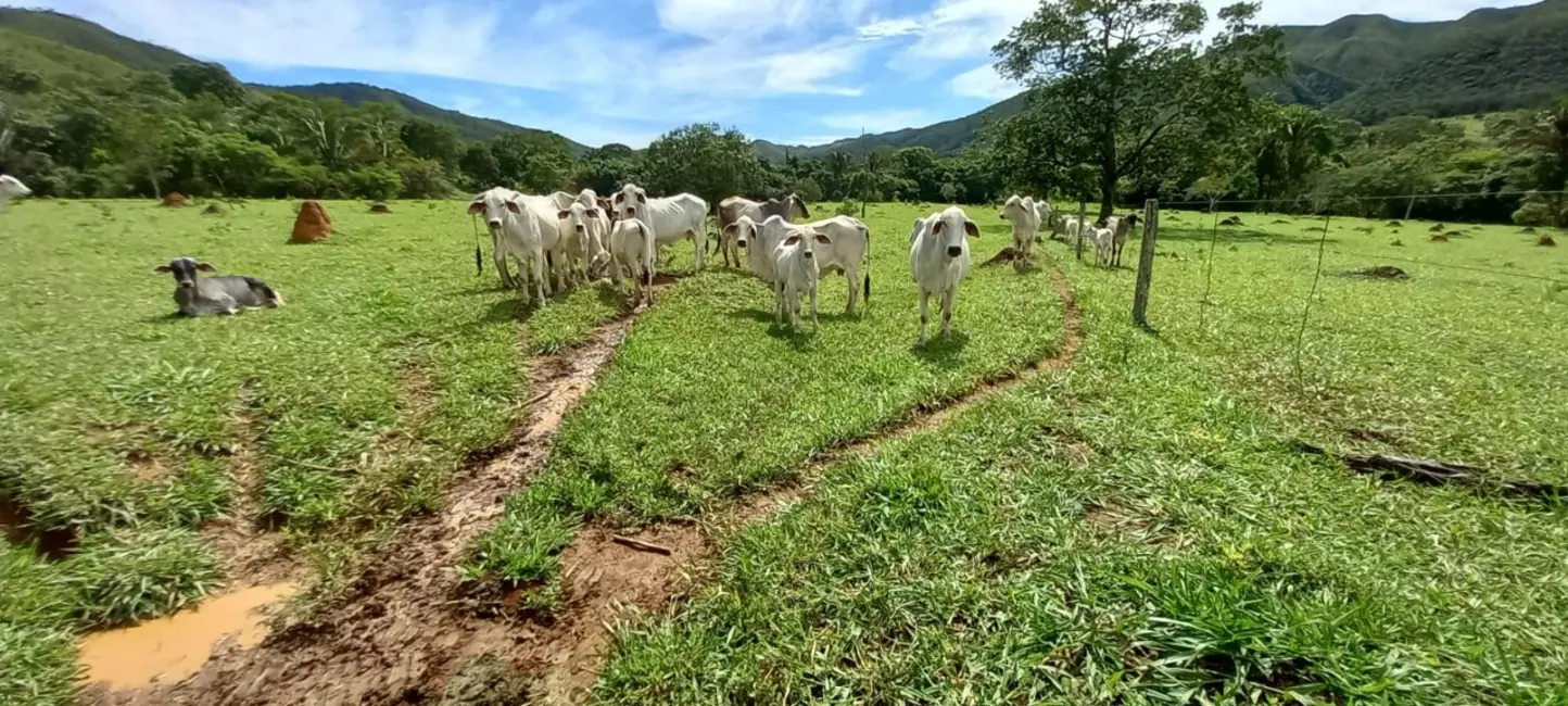 Foto 2 de Sítio / Rancho à venda em Mimoso De Goias - GO