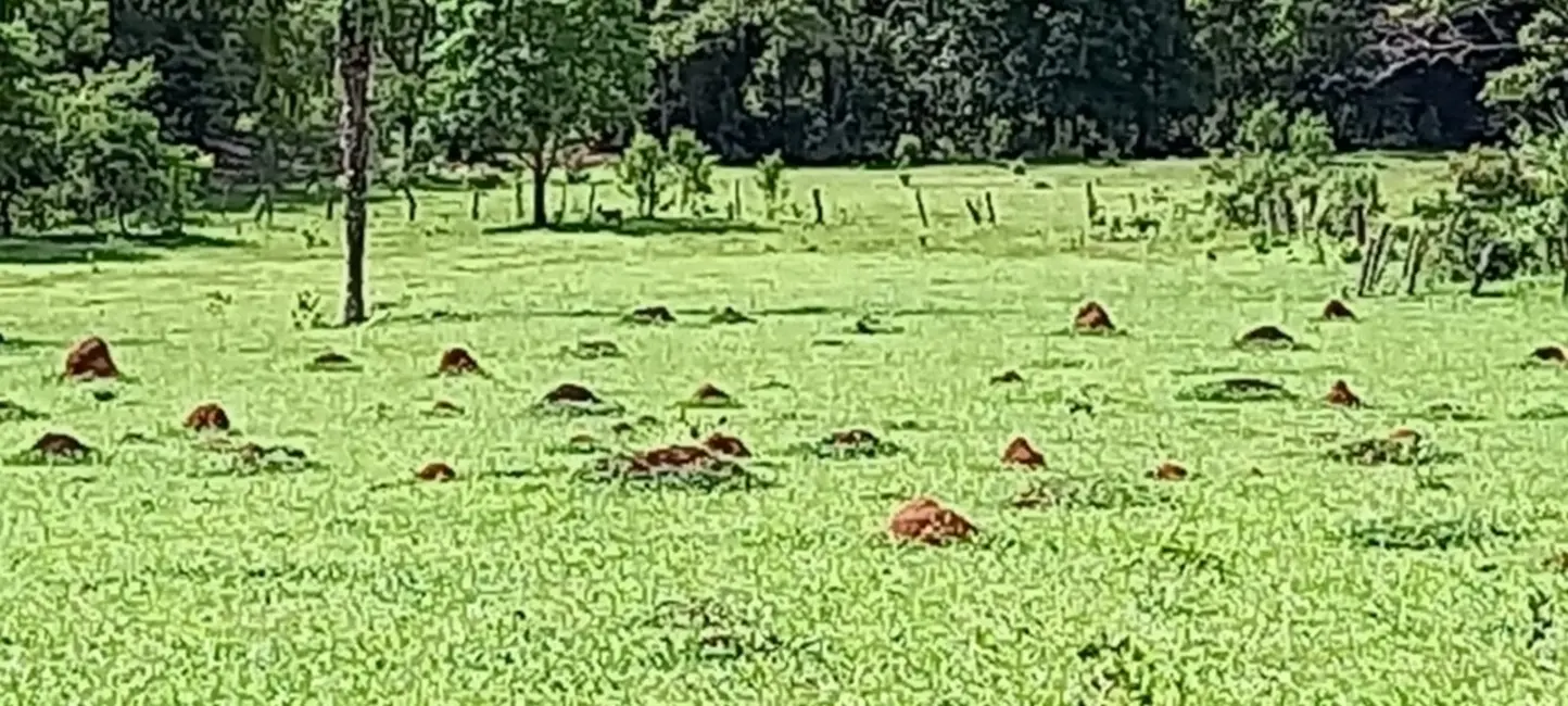 Foto 6 de Sítio / Rancho à venda em Mimoso De Goias - GO