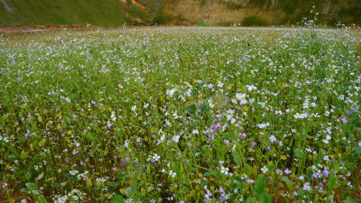 Foto 5 de Terreno / Lote à venda, 900000m2 em Camboriu - SC