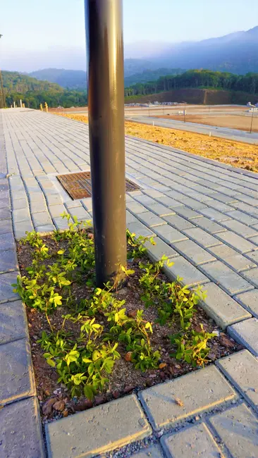 Foto 7 de Terreno / Lote à venda, 900000m2 em Camboriu - SC