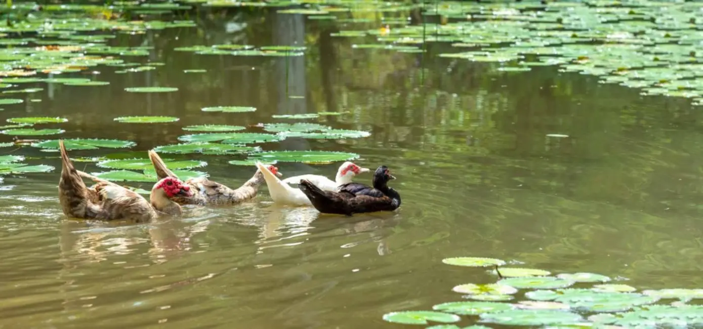Foto 7 de Terreno / Lote à venda, 91250m2 em Camboriu - SC
