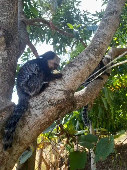 Foto 3 de Casa com 4 quartos à venda, 863m2 em Portal, Guarapari - ES