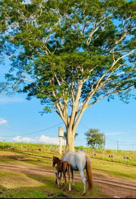 Foto 1 de Sítio / Rancho à venda, 58080m2 em Sao Jose Do Rio Preto - SP
