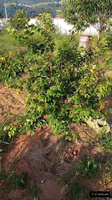 Foto 5 de Chácara com 2 quartos à venda, 2400m2 em Atibaia - SP