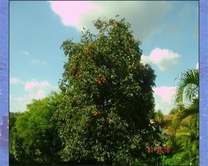 Chácara com 5 quartos à venda, 700m2 em Itupeva - SP - imagem 7 Foto 7 de Chácara com 5 quartos à venda, 700m2 em Itupeva - SP