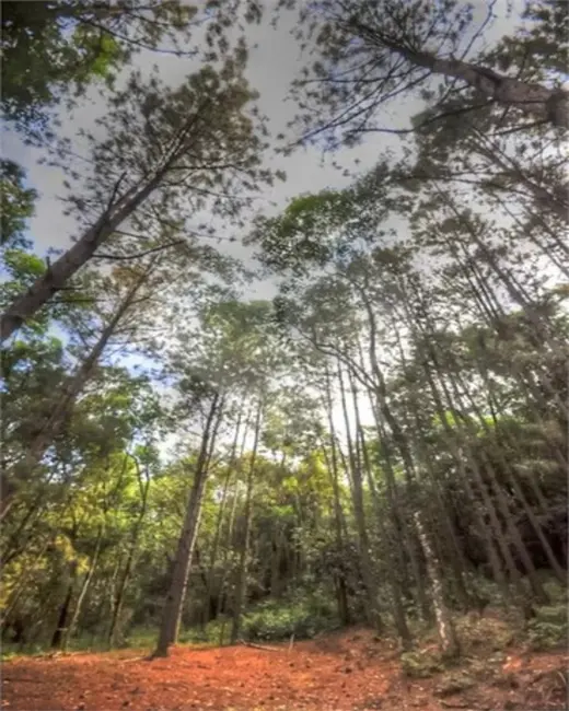 Foto 9 de Sítio / Rancho com 4 quartos à venda, 450m2 em Itupeva - SP
