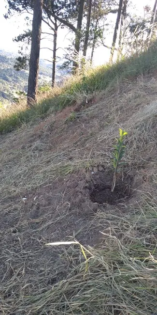 Foto 7 de Chácara com 7 quartos à venda, 5180m2 em Mairipora - SP