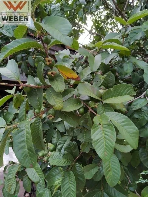 Foto 9 de Casa com 3 quartos à venda, 1000m2 em Piedade - SP