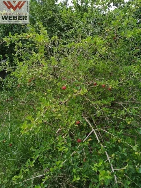 Foto 8 de Casa com 3 quartos à venda, 1000m2 em Piedade - SP
