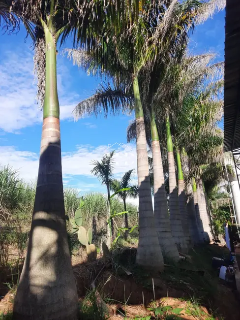 Foto 7 de Fazenda / Haras à venda, 48000m2 em Artur Nogueira - SP