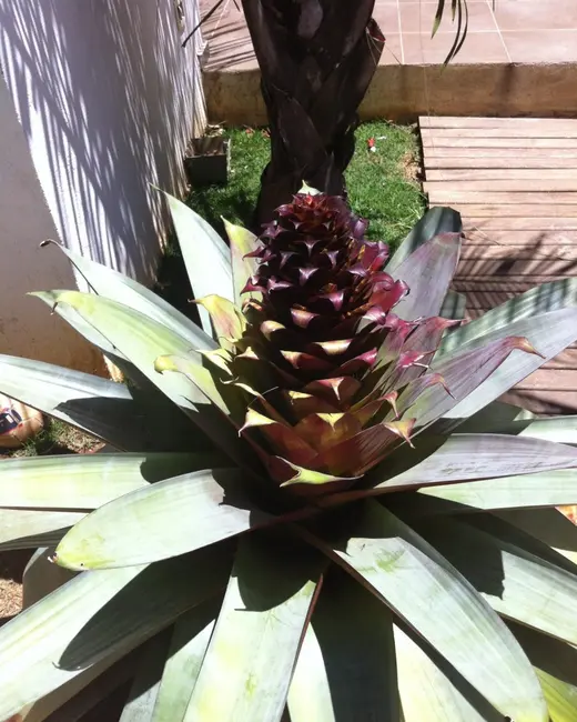 Foto 9 de Sobrado com 3 quartos à venda, 275m2 em Mogi Das Cruzes - SP