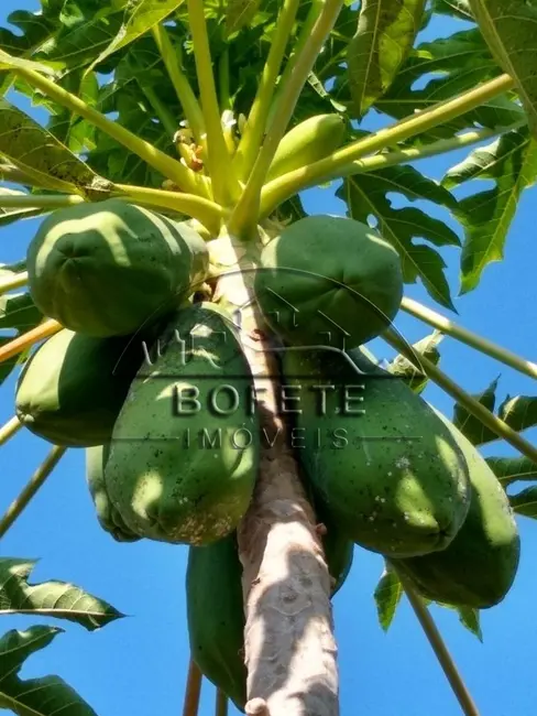 Foto 4 de Chácara com 4 quartos à venda, 10000m2 em Bofete - SP