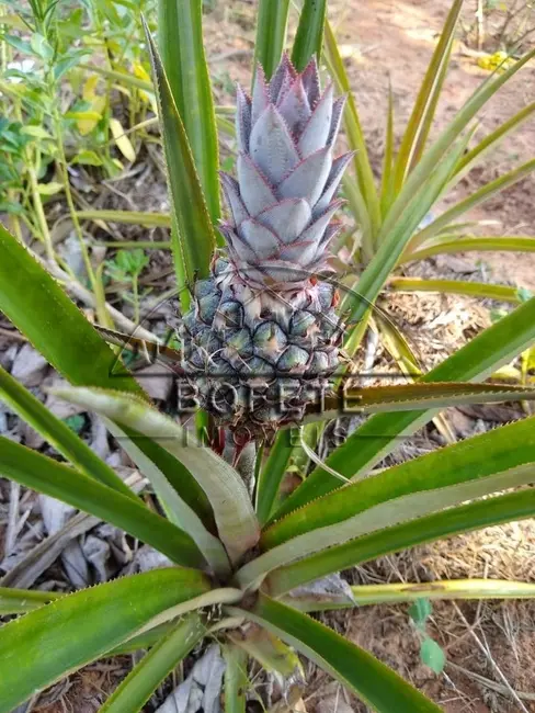 Foto 6 de Chácara com 4 quartos à venda, 10000m2 em Bofete - SP