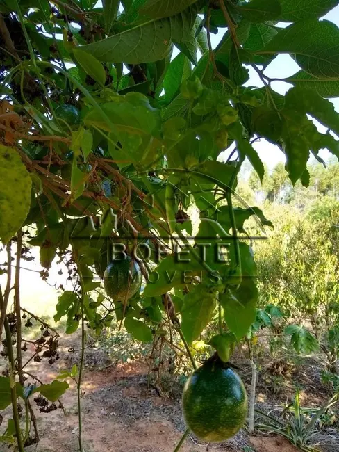 Foto 7 de Chácara com 4 quartos à venda, 10000m2 em Bofete - SP