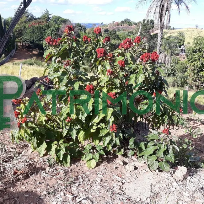 Foto 8 de Chácara à venda em Santo Antonio De Posse - SP