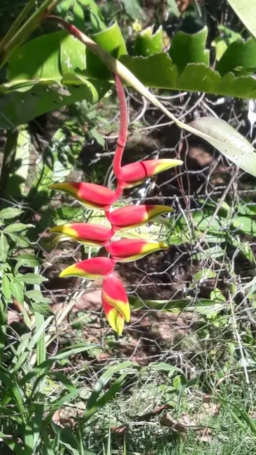 Foto 5 de Terreno / Lote à venda em Jaguariuna - SP