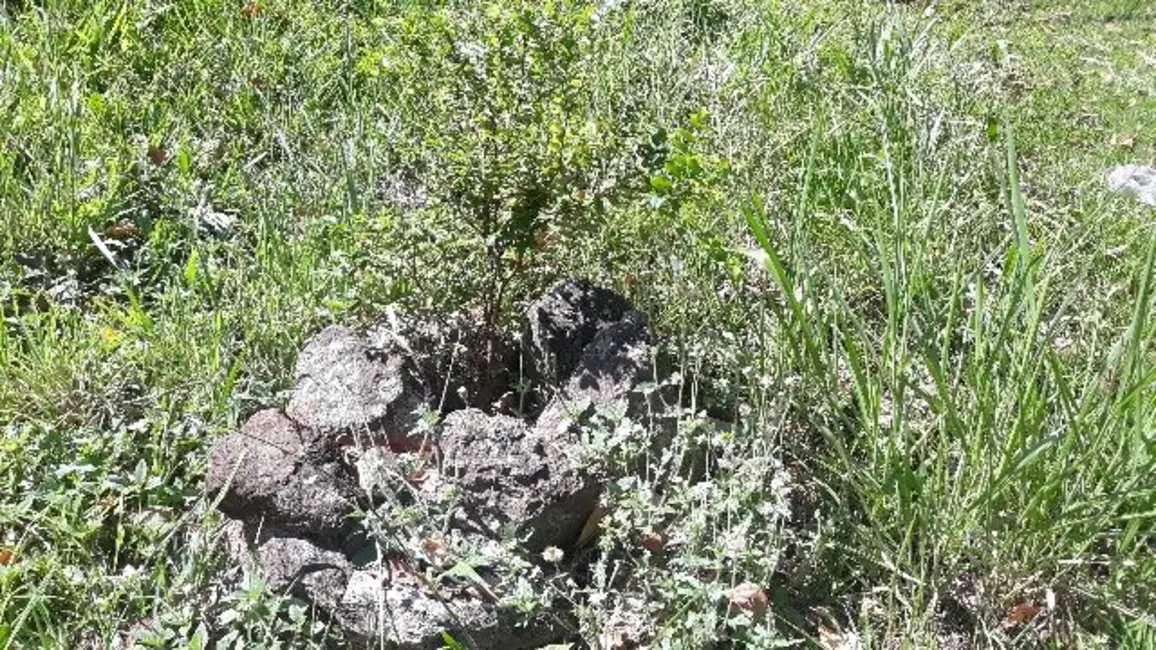 Foto 3 de Terreno / Lote à venda em Jaguariuna - SP