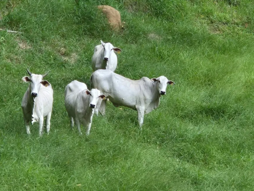 Foto 29 de Chácara à venda, 140m2 em Paraibuna - SP