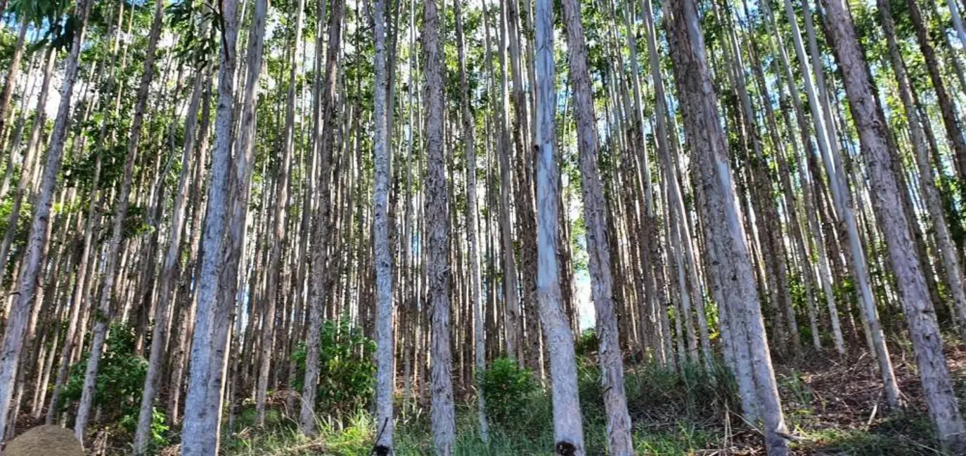 Foto 28 de Chácara à venda, 140m2 em Paraibuna - SP