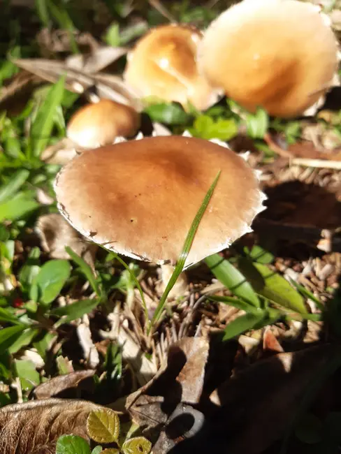 Foto 9 de Terreno / Lote à venda, 652m2 em Gramado - RS