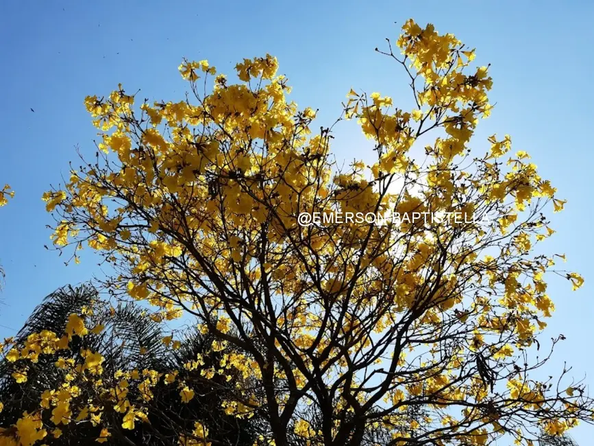 Foto 6 de Sítio / Rancho com 3 quartos à venda, 10000m2 em Sítio da Moenda, Itatiba - SP