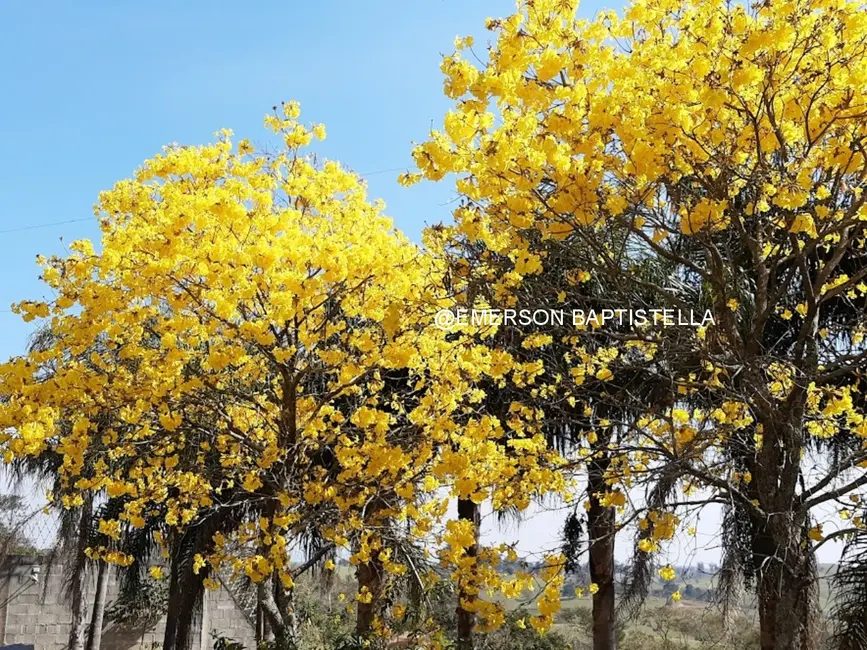 Foto 5 de Sítio / Rancho com 3 quartos à venda, 10000m2 em Sítio da Moenda, Itatiba - SP