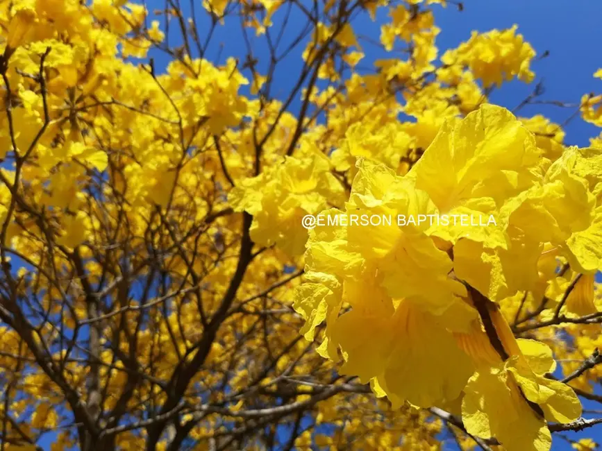 Foto 8 de Sítio / Rancho com 3 quartos à venda, 10000m2 em Sítio da Moenda, Itatiba - SP