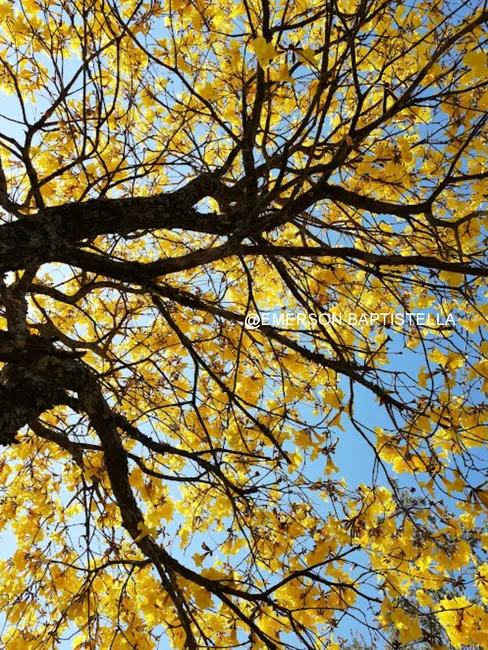 Foto 7 de Sítio / Rancho com 3 quartos à venda, 10000m2 em Sítio da Moenda, Itatiba - SP