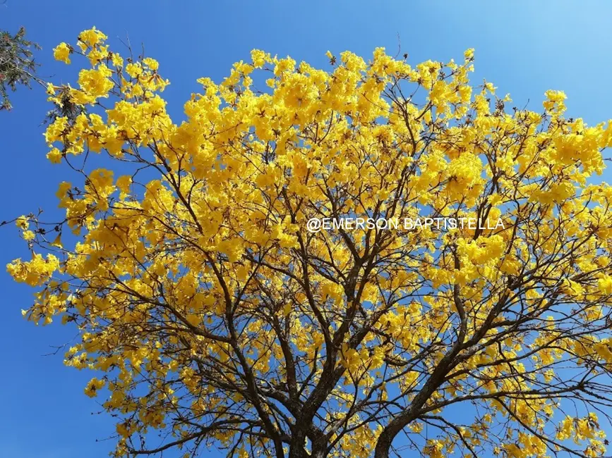 Foto 4 de Sítio / Rancho com 3 quartos à venda, 10000m2 em Sítio da Moenda, Itatiba - SP