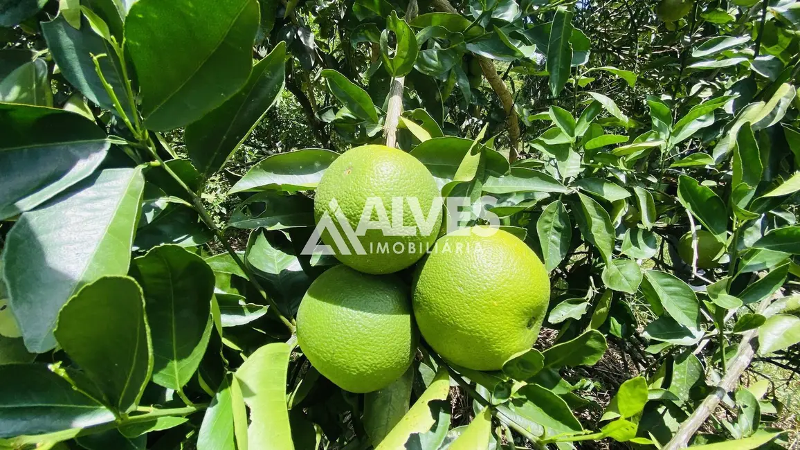 Chácara com 2 quartos à venda, 2178m2 em Feira De Santana - BA - imagem 7 Foto 7 de Chácara com 2 quartos à venda, 2178m2 em Feira De Santana - BA