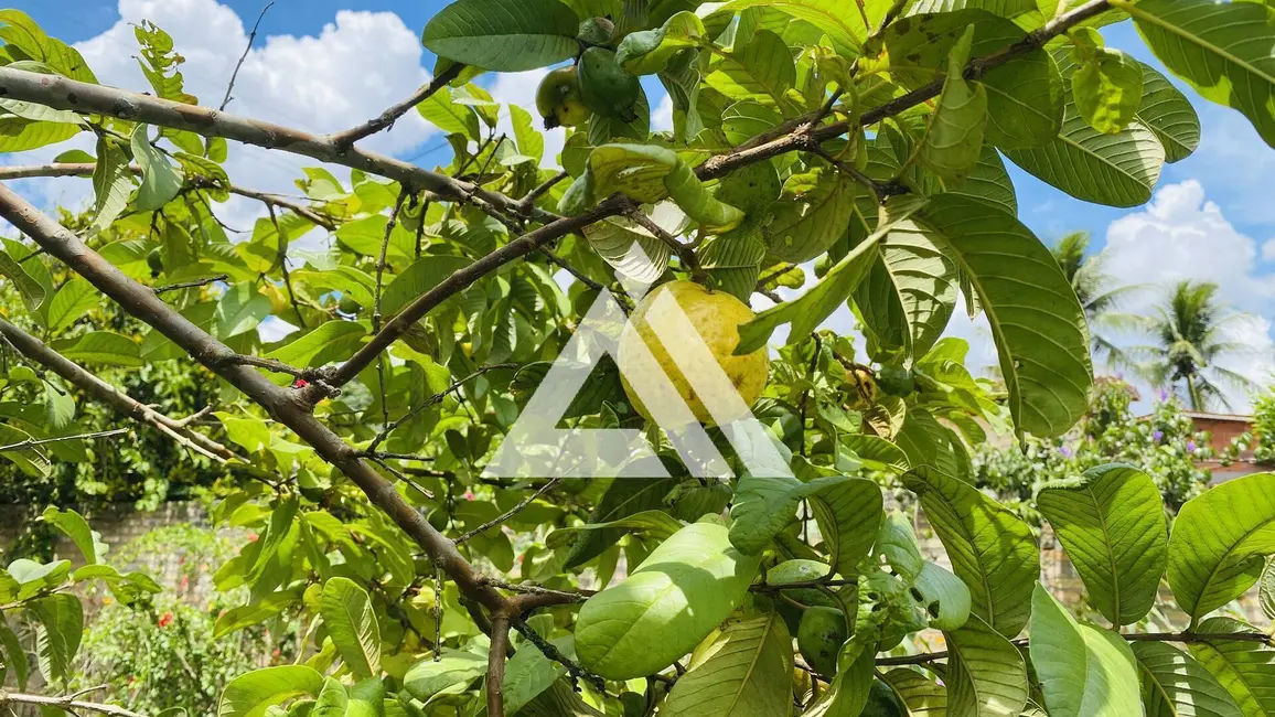 Foto 6 de Chácara com 2 quartos à venda, 2178m2 em Feira De Santana - BA