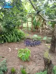 Imagem 11