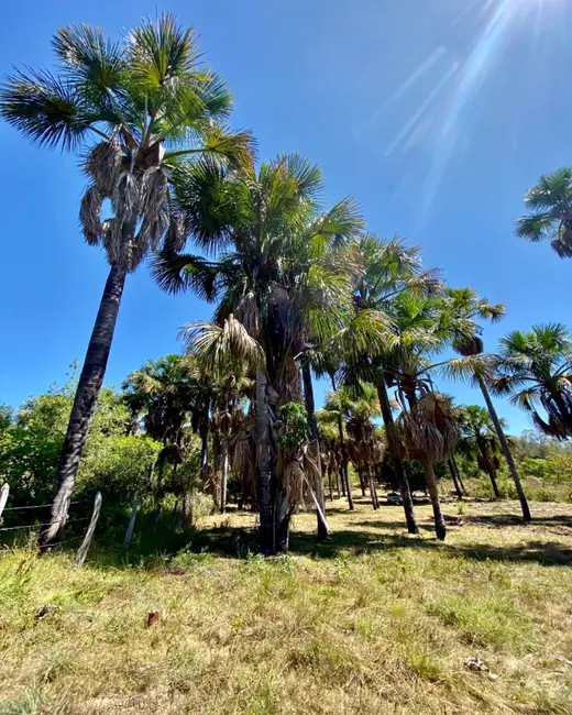 Chácara com 3 quartos à venda, 7930m2 em Barreiras - BA - imagem 3 Foto 3 de Chácara com 3 quartos à venda, 7930m2 em Barreiras - BA