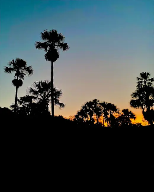 Chácara com 3 quartos à venda, 7930m2 em Barreiras - BA - imagem 4 Foto 4 de Chácara com 3 quartos à venda, 7930m2 em Barreiras - BA