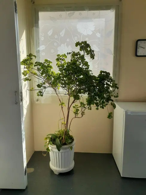 Foto 7 de Sala Comercial para alugar, 44m2 em Vila Clementino, São Paulo - SP