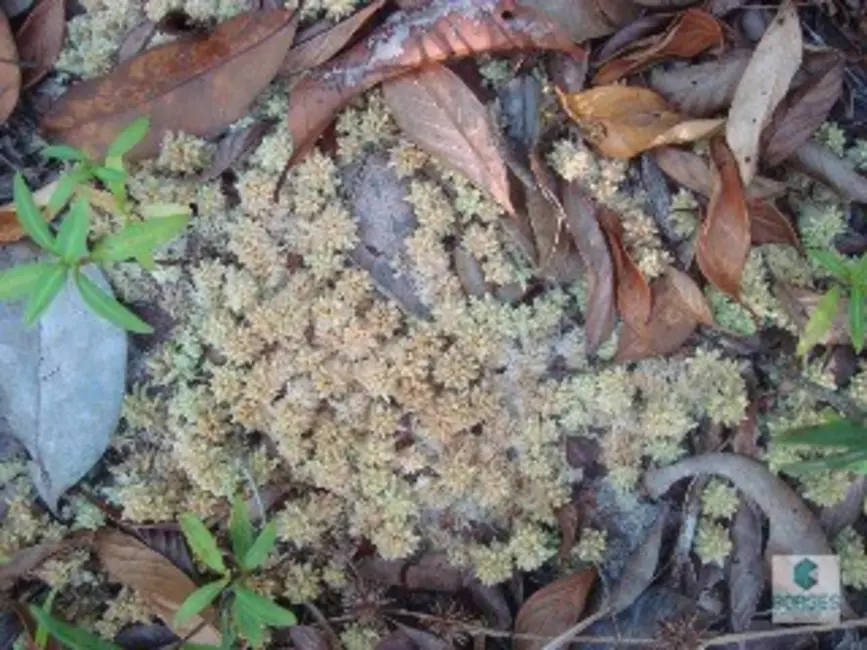 Foto 8 de Fazenda / Haras à venda, 1410000m2 em Jaguaripe - BA